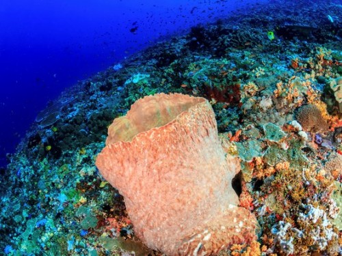 Large barrel sponge on a colorful tropical coral reef