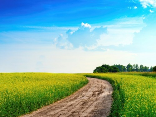 Peaceful rural landscape in wide field with country road