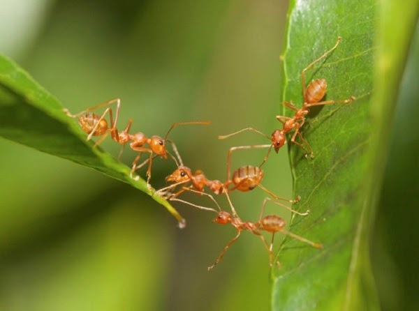 Mẫu tranh dán tường đàn kiến kiếm ăn